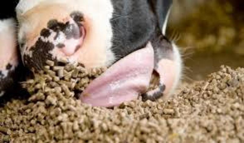 خوراک دام و کنسانتره دامی