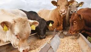 خوراک دام و کنسانتره دامی