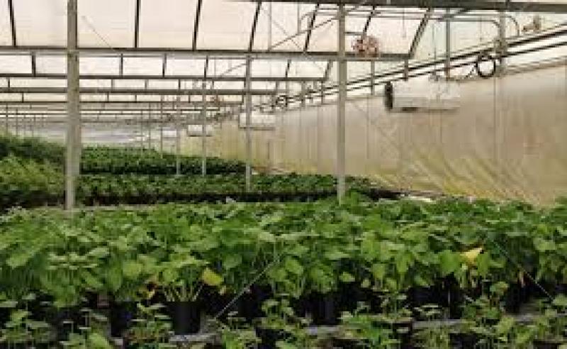 راهنمای کامل خرید بخاری گلخانه