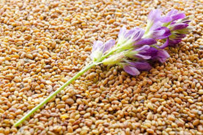 11 رقم پرکاربرد یونجه در ایران کدام است؟