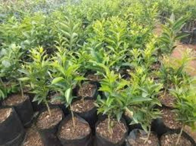 قیمت و خرید انواع نهال کمیاب و نهال میوه خاص با اصالت 100%