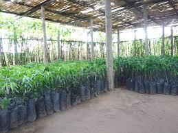 قیمت و خرید انواع نهال کمیاب و نهال میوه خاص با اصالت 100%