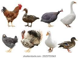 مروری بر روش های نوین کنترل ILT در طیور صنعتی