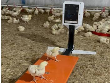 ترازوی رکورد گیر مرغ ( ترازوی هوشمند )