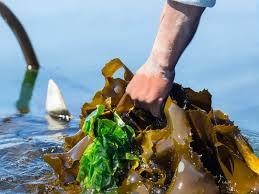 زمان مصرف کود جلبک دریایی