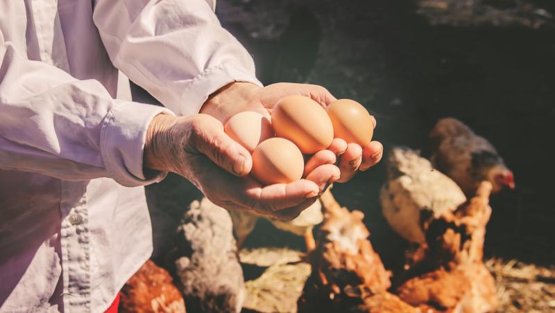 زمان لازم برای تولید یک تخم مرغ