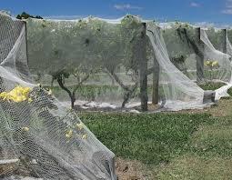 توری ضد پرنده و ضد حشره: محافظت کامل از محصولات کشاورزی شما