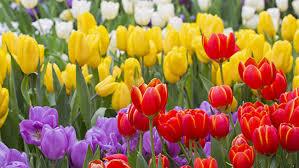 فـاکتــورهــای موثــر در گلدهــی گیاهـــان زینتــی