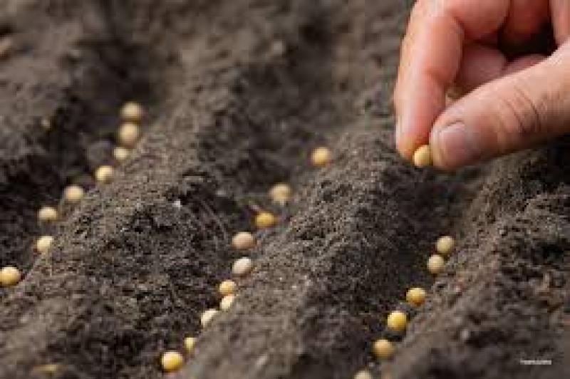 راهنمای خرید بذر
