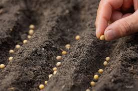راهنمای خرید بذر