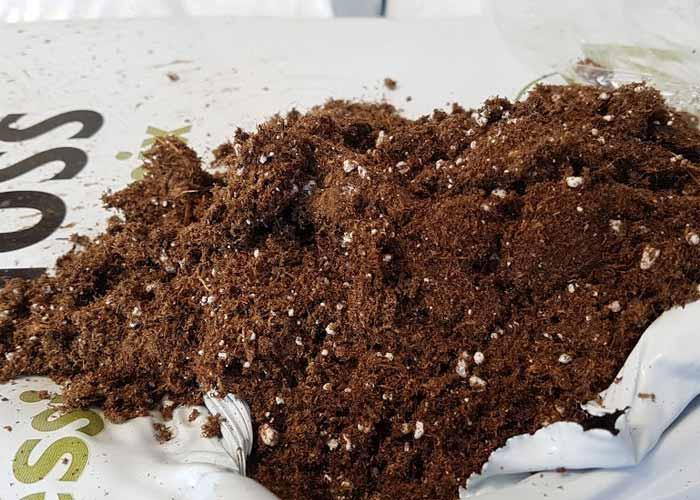 جایگزین پیت ماس چیست؟
