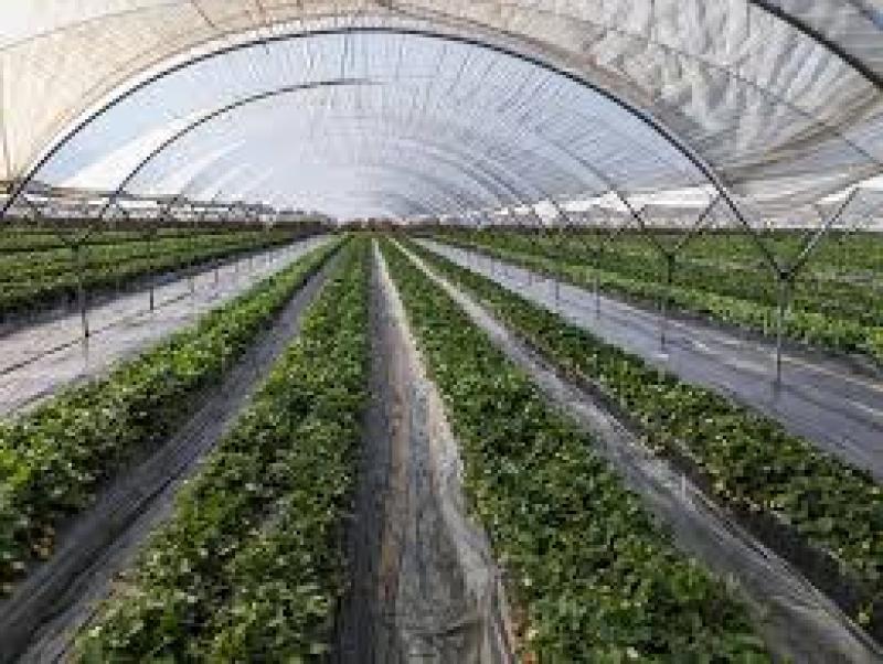 فواید استفاده از مالچ برای حفظ رطوبت خاک و جلوگیری از رشد علف های هرز