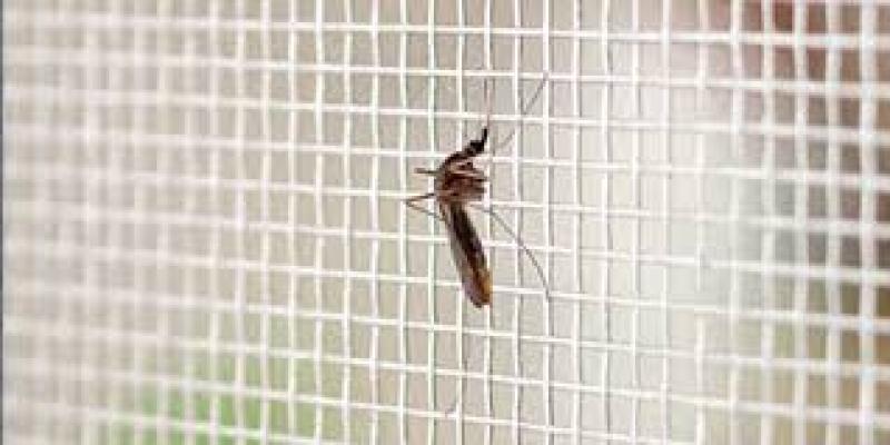 7 راهکار عملی برای دفع حشرات گلخانه‌ای؛ توری ضد حشره را فراموش نکنید!