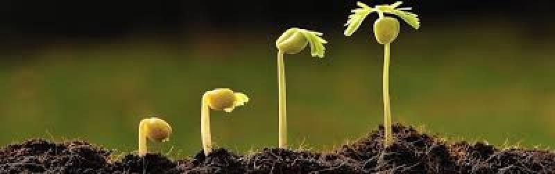 زمان و مقدار مصرف کود ورمی کمپوست و موارد استفاده - رویال کشت