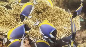 خوراک آبزیان