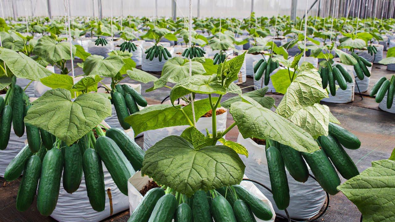 صفر تا صد پرورش خیار گلخانه ای