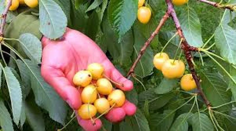 نهال گیلاس شیشه ای (زرد)