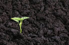 بررسی فرایند هوموسی شدن در خاک