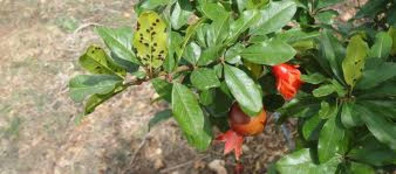 آفات و بیماریهای درخت انار