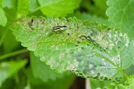 سم دیازینون