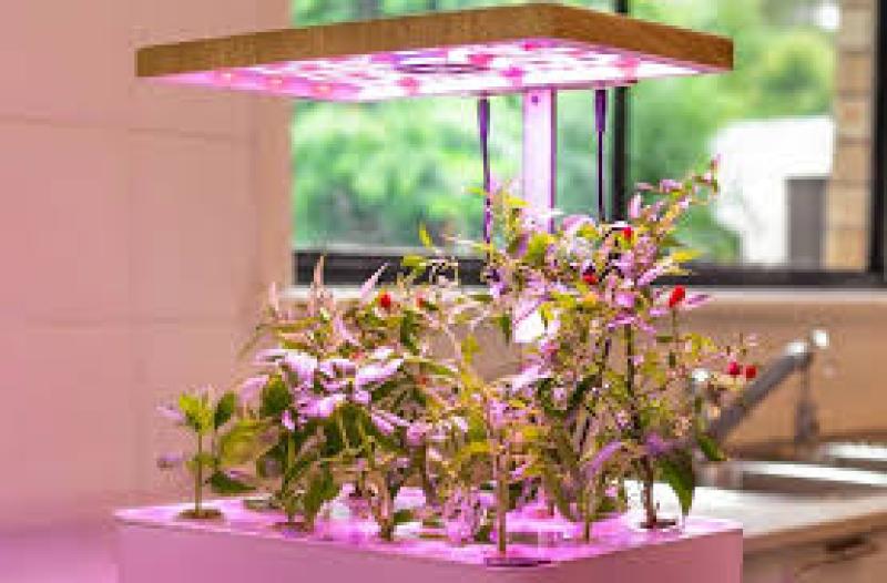 مقایسه نور رشد گیاه: سفید، بنفش و ترکیبی