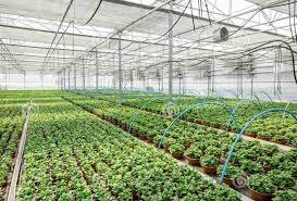 انواع گلخانه