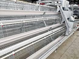 6 معیار اصلی برای انتخاب بهترین قفس پرنده