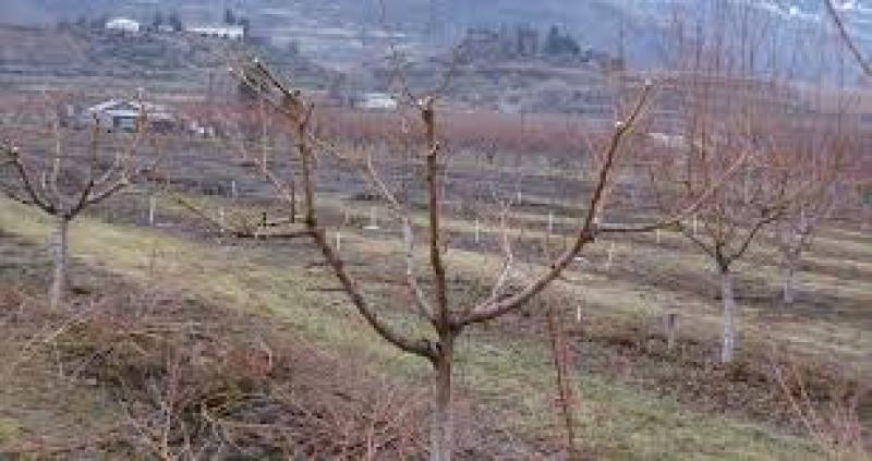 راهنمای جامع انواع هرس درختان