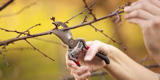 راهنمای جامع انواع هرس درختان