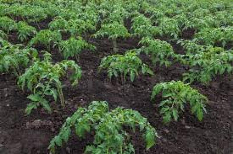 کوددهی و تغذیه گوجه فرنگی