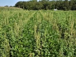 علفهای مقاوم به علف کش