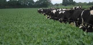 علوفه کلزا در تغدیه دام