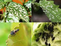 حشره‌کش‌ها چیستند؟