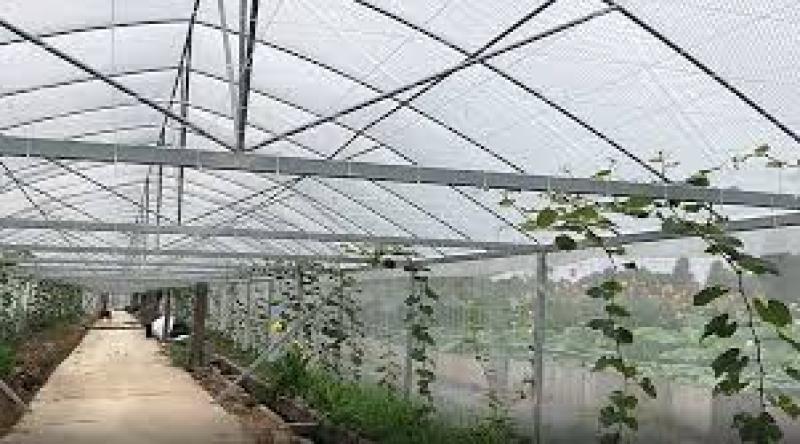 توری ضد حشره یا آنتی تریپس