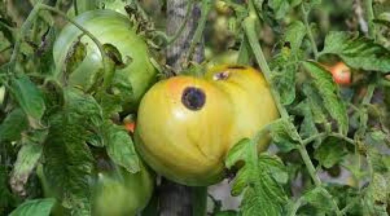 بررسی بیماری های فیزیولوژیک گوجه فرنگی