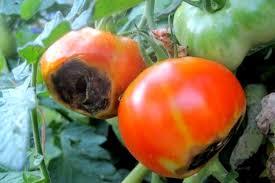 بررسی بیماری های فیزیولوژیک گوجه فرنگی