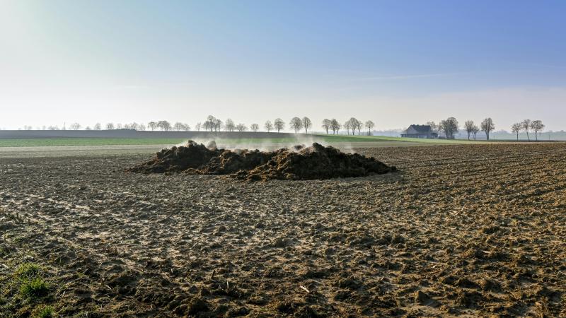 کود مرغی برای سیب زمینی