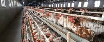 مهمترین ویژگی های قفس استاندارد چیست؟