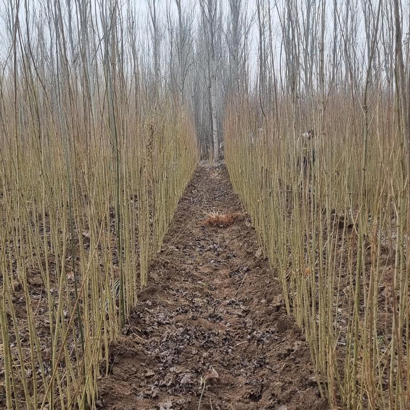 معرفی نهال صنوبر نیگرا ترکیه