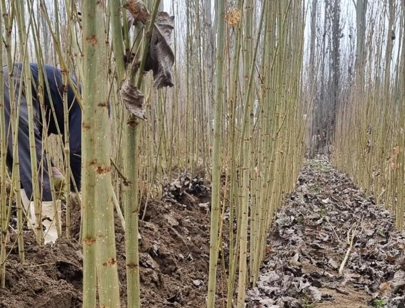 معرفی نهال صنوبر نیگرا ترکیه