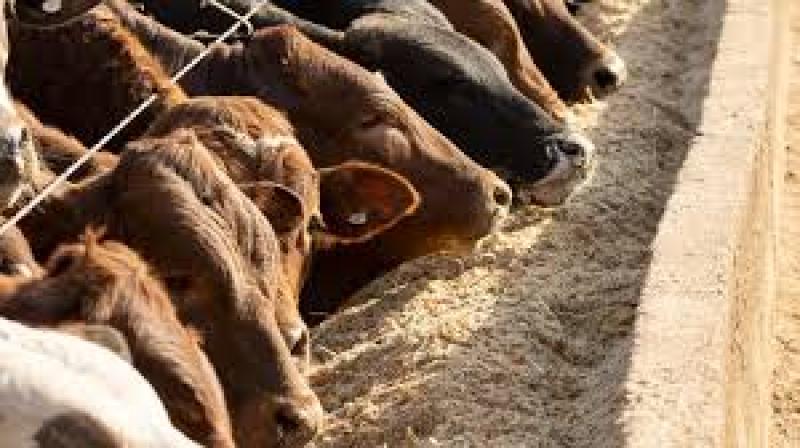 نهاده دامی چیست؟