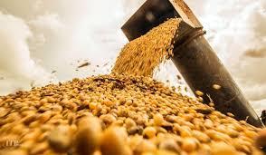 نهاده دامی چیست؟