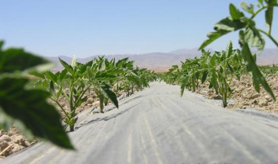 مالچ چیست و چرا باید برای درختان از آن استفاده کنیم؟