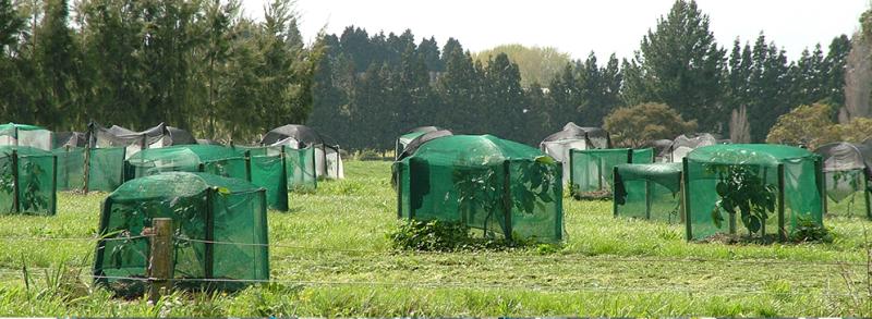 قیمت و خرید توری سایبان (شید گلخانه)