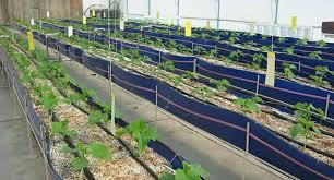 بستر کشت کاربردی در گلخانه ها و نهالستان ها