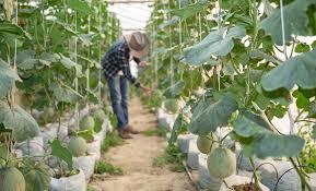 8 نکته طلایی در خرید نخ مخصوص گلخانه