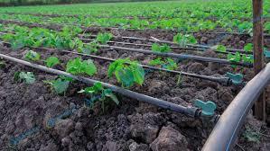 آبیاری قطره ای ، طرزکار ، مزایا و معایب آن