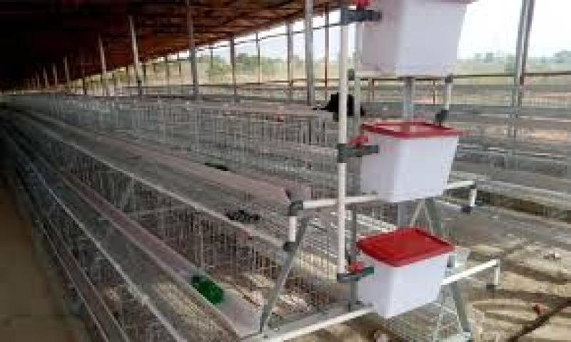 انواع قفس مرغداری - ( معرفی بهترین قفس برای مرغداری )