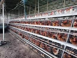 انواع قفس مرغداری - ( معرفی بهترین قفس برای مرغداری )