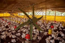بهترین هواکش مرغداری در ایران